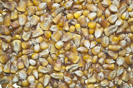 在白色背景上隔离的玉米粒图片