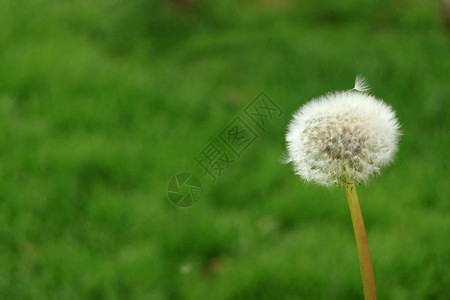 长青白丹德利翁花头用微小的花朵对抗图片