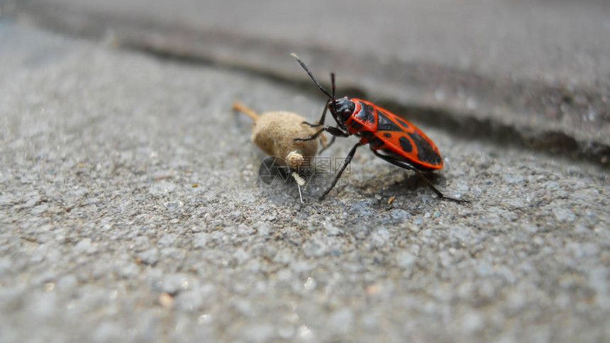 红甲虫士兵甲虫Pyrrhocorisapterus坐在一块瓷砖上图片