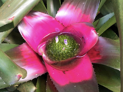 Bromeliad新卡罗莱奈图片