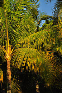 黄金时段棕榈树的细节图片