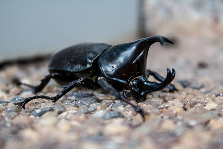 一只角甲虫在泰国Buen背景图片