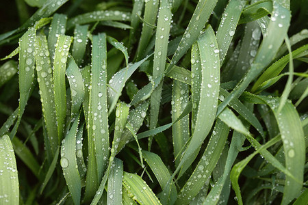 长的草叶覆盖着一滴水夏日在雨图片