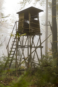 木林猎人潜伏在森林边缘在秋冬松林的雾图片