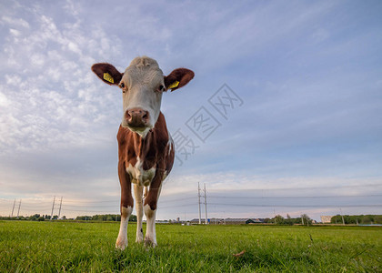 荷兰的牲畜养牛场高清图片