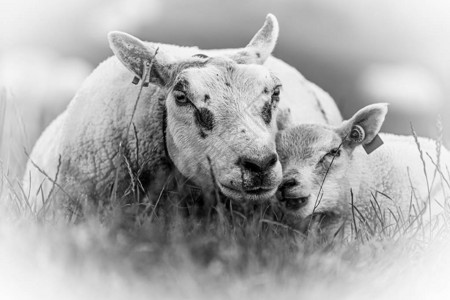 羊和羔羊黑白肖像图片