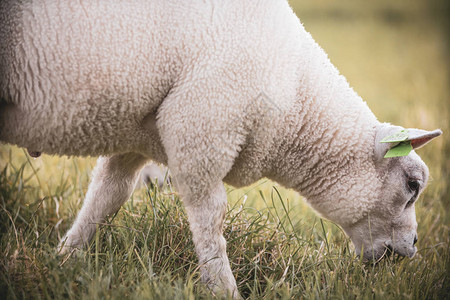 在荷兰牧场的草地上吃草的绵羊形象图片