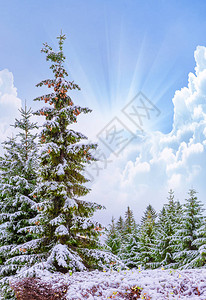 快乐和快乐问候背景与雪和树的冬天风景节和的主题雪地和阳光下的图片