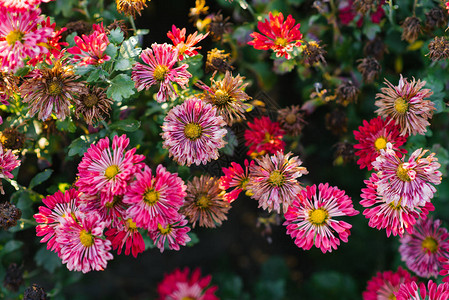 花园里枯萎的粉红色菊花图片