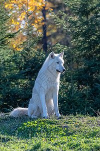 北极野狼一群白狼站在加拿大背景图片