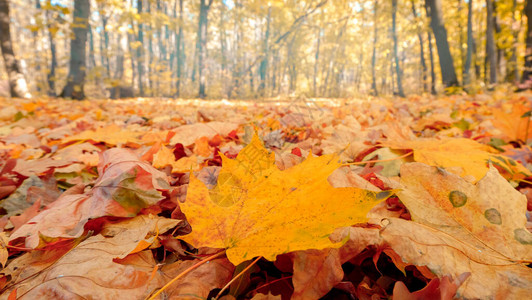秋天风景有黄树和太阳图片