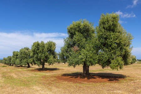 意大利阿普利亚布林迪西省Ostuni中世纪白人村附近农村的橄榄树图片