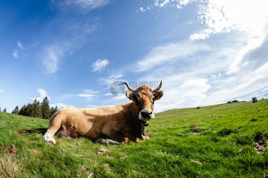 牛在山里自由生活看镜头图片