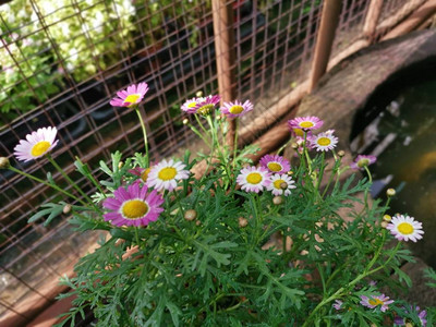 微小的可爱的argyranthemumfrutescens花图片