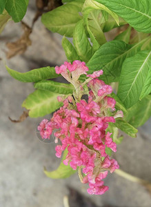 美丽的粉红色鸡冠花羊毛花或鸡冠花形图片