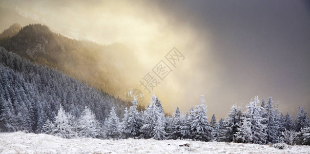 山上积雪的冷杉树的冬季景观图片