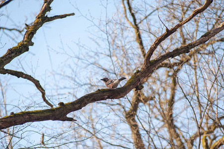 棕色鸟在树枝上图片