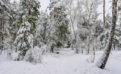 树枝从许多雪中弯曲下来图片