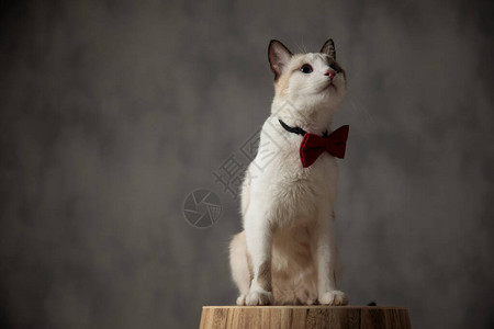 有兴趣的梅蒂斯猫红领坐着仰望着准备图片