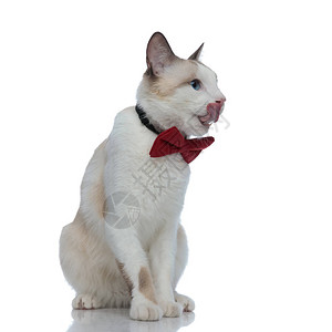长着红领的不耐梅蒂斯猫坐在白背图片