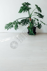 白色房间内部的绿色植物图片