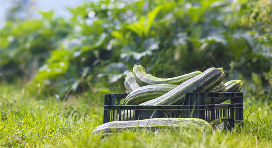 Zucchini收获在一个盒子里在图片