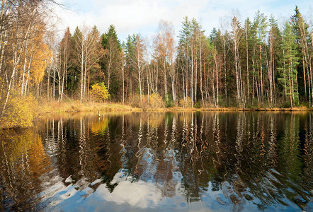 森林湖水岸的反射秋季风景图片