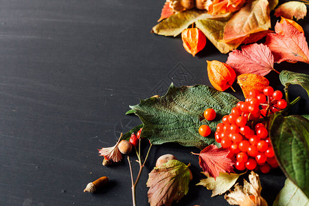 秋天背景果子坚果黄色和红色叶子图片