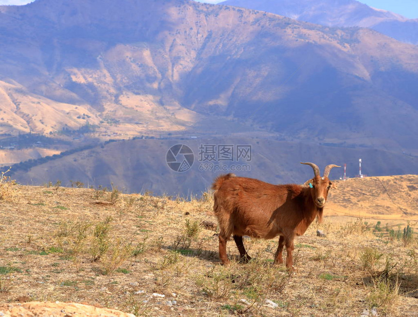 乌兹别克斯坦Chimgan山Chavak储藏区附近图片