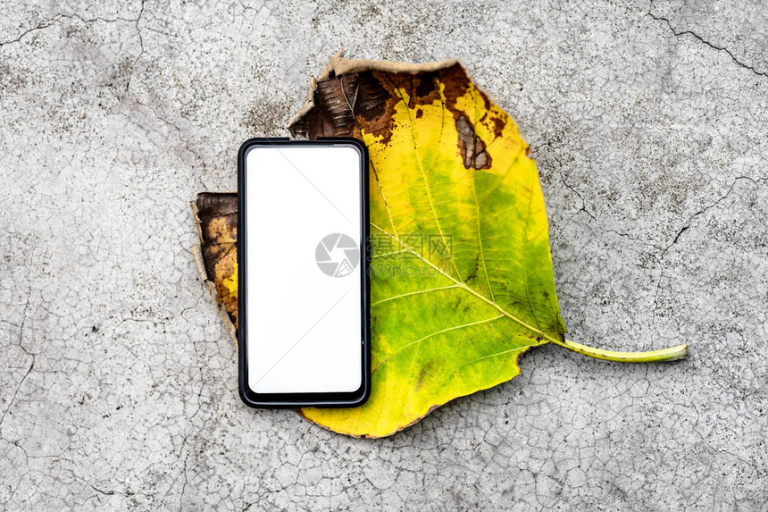 叶子上空的白屏智能手机白屏图片