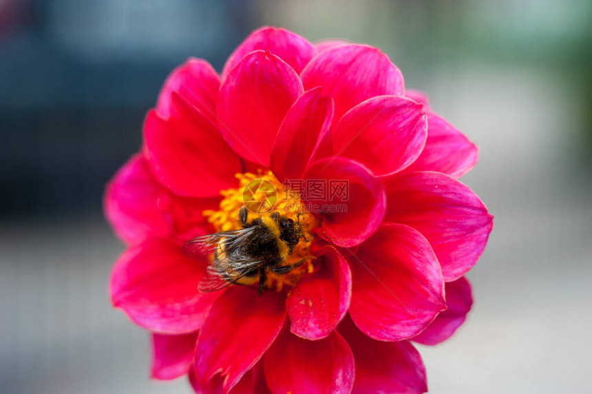 花朵上的大黄蜂宏观闭合授粉图片