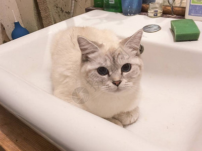 苏格兰纯辣椒猫坐在浴缸里等她喝清水等待图片