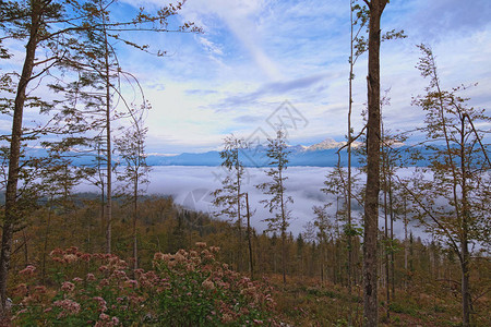 山坡上迷雾森林的空中景象图片