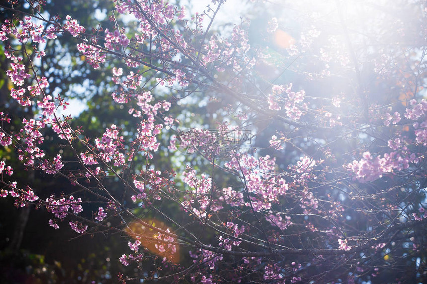 粉红色的花朵盛开春暖花开与镜头光晕的明亮阳光图片