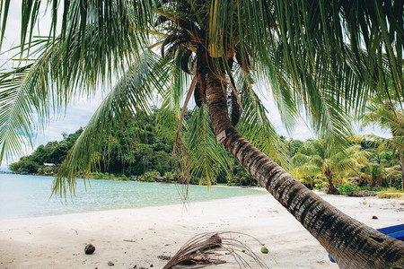 在海边的海滩上的棕榈树图片