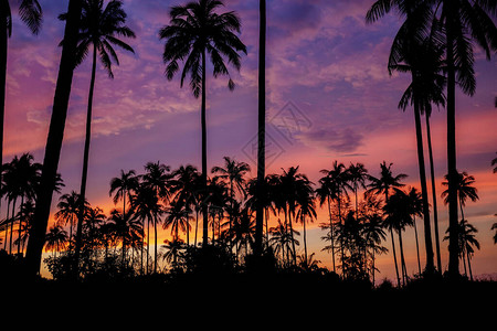在日落的棕榈树与剪影背景图片