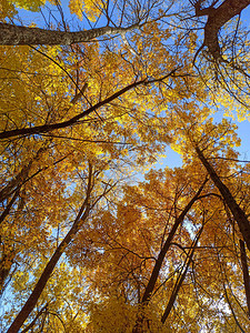 秋天树枝蓝色天空背景的叶子美图片