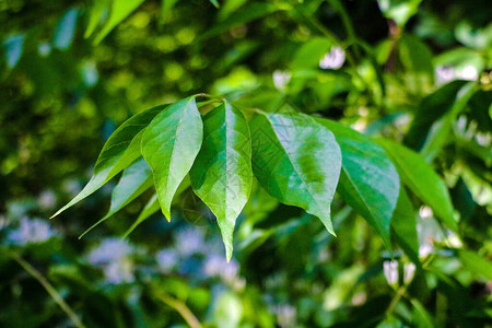 绿色树叶前的DaphneThymeelaea图片