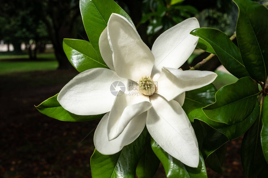 木兰树上的白色木兰花朵马格洛丽亚大吉拉图片