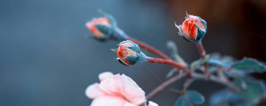 花园的冬天珊瑚玫瑰花瓣上的冰霜图片
