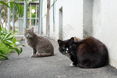 被赶出家门的猫在街上生活图片