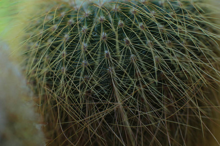 植物的花朵美丽有刺美丽的仙人掌对花图片