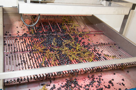 葡萄藤红葡萄在地窖酒厂的去梗器中收获生产波尔图片
