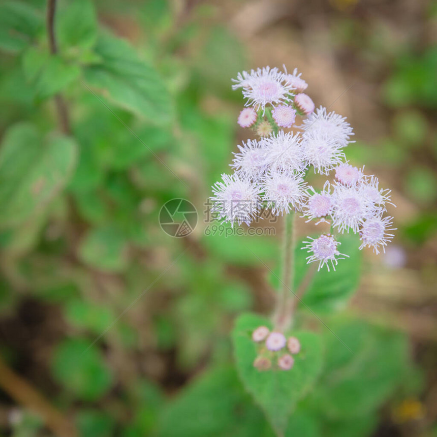 越南北部农村地区的选择焦点开花藿香花淡紫色和白色框架的美丽花在越南语中图片