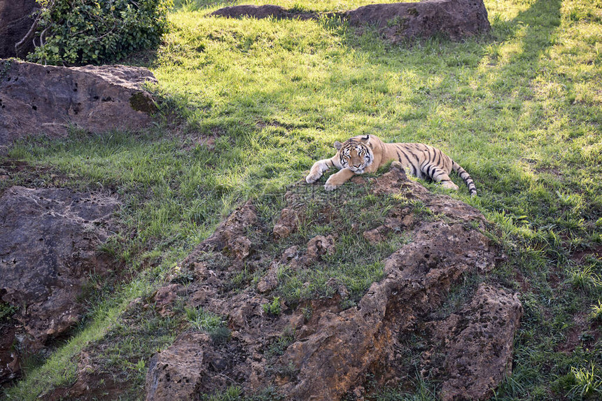 躺在绿色草地上的大成年老虎概图片
