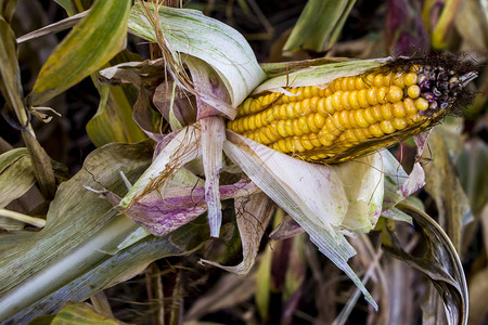 玉米田夏季地貌农业概念玉米准备收割图片