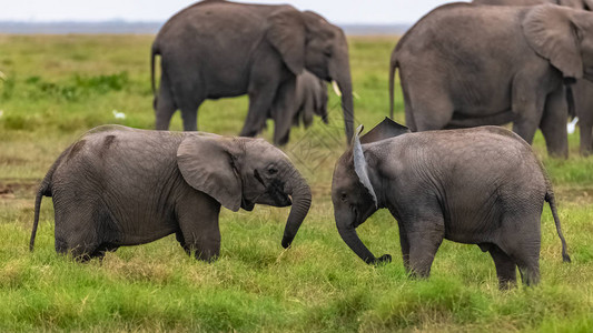 两只年轻的大象在非洲一起玩耍图片