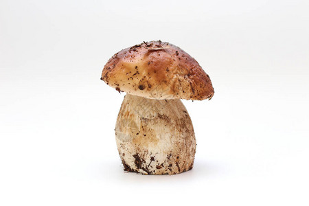 一只黑白的无皮的站在油炸面包蘑菇上被图片