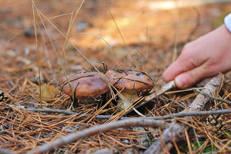 蘑菇采摘员用刀切Suli图片