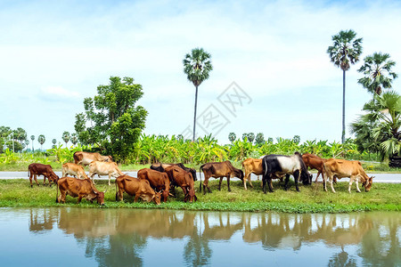 成群的奶牛在靠近灌溉渠的路边吃草图片